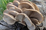 Unlocking the Wonders of Oyster Mushrooms: A Deep Dive into Their Nutritional Riches and Health…