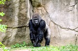 The time a gorilla saved a little boy in a zoo