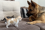 Kittens Crawl To German Shepherd And Launch An Attack