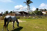 Places of Food — Brazil: Pininga, a hidden gem in the sand dunes of Atins