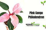 Pink Congo Philodendron: A Comprehensive Guide In 2023