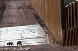 Border Wall on Wildlife