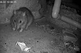 Your Detailed Guide to Rat Cameras