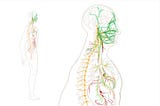How Your Nervous System Works