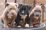American Pit Bull Puppies: Care, Feeding, Education | Pets Feed