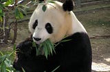 Panda Cosmetic Surgery Uncovered!