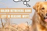 Do Golden Retrievers Bark A Lot? 10 Reasons WHY!!