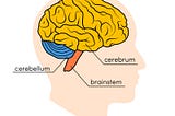 Understanding Brain- 1