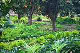100+ Perennial Vegetables, and how they can transform your garden into a lush food forest