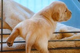 Potty training puppies: make it easy on yourself by using a crate