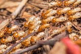 Tips on Pest Proofing Your McKinney Home for Termite Control
