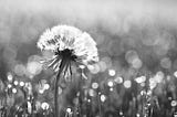 A black and white image of a dandelion full of wishes and potential.