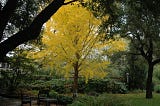 Learn about the world’s best trees — and let ideas for your own yard take root