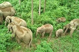 Nepal’s wild elephants are also on the move