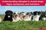 Dog allergy article header