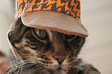 Image of a real cat with a hat