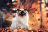 History of Himalayan Cats | Himalayan Cat Breeds | Himalayan Cats for Sale