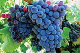 The Ultimate Guide to Grenache Wines: Unveiling the Timeless Elegance and Exquisite Flavors