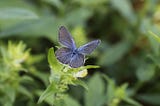 Small blue-purple butterfly on green foliage