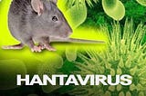 Hantavirus: Are we going to face another pandemic?