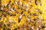 What Bees are Teaching us about the Human Brain