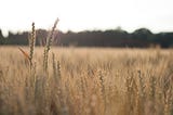 A field of grain