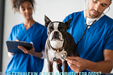 Is Cephalexin a safe antibiotic for dogs?
