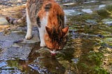 How Long Can Cats Go Without Water? 5 Amazing Ways