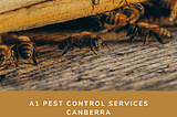 Termite Inspections and Treatment