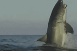 Video of The Biggest Shark Ever Leaves News Anchor Speechless