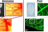 Green Hearts: Spinach Leaves in Heart Tissue Regeneration