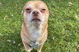 This Foster Chihuahua Hates Everyone And Everything And The Internet Is In Love