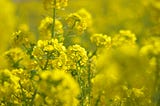 CANOLA — THE CANADIAN “CINDERELLA CROP”