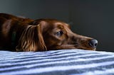 How to Stop Separation Anxiety in Dogs