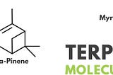 What are Terpenes: An Introduction To Terpenes for Health & Healing