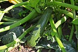 Zucchini Companion Plants — Gardener Dude