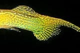 Jenis Ikan Guppy yang Bagus Dijadikan Dekorasi di Akuarium Ruang Tamu