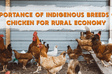 Importance of Indigenous Breeds of Chicken for Rural Economy