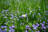 Rain and white, purple tiny flowers : counter balancing of restless soul !!!