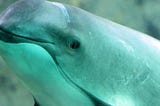 ARE THE VAQUITA STILL IN EXISTENCE ?