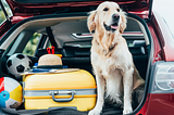 Top Considerations for Moving with your Dog