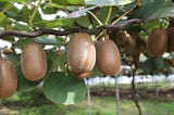 Value Chain Analysis of Kiwi Fruit in Arunachal Pradesh, India
