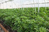 Revitalizing Hemp Industry — “A cost advantage” for the future