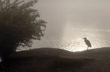 A heron and a shrubby tree stand on a bank, silhouetted against bright water in the hazy sepia light of sunrise