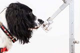 Can Dogs Detect Coronavirus?