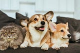 The best pet products the market has to offer