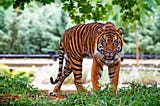 Smile of the Sumatran Tiger