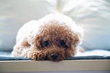teacup poodle