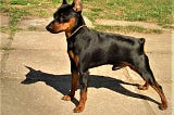 Miniature Pinscher price, breed, description, personality, teaching, diseases and care.
