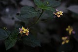 In the shade of trees 
#nature #flowers #lowkey #naturallight #shade #fuji #Fujifilm #fujifilmindia